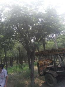 河南信阳槐树今日头条,探寻河南信阳槐树文化魅力，今日头条聚焦古树新篇