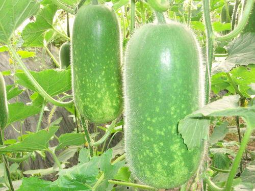 十个瓜怎么吃,解锁夏日清凉新体验