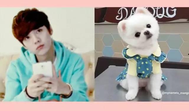 牛头梗明星 林,牛头梗明星的璀璨人生