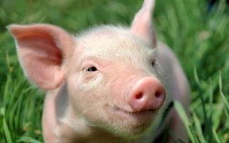 吃瓜猪猪特效加图片,趣味图片带你领略创意魅力