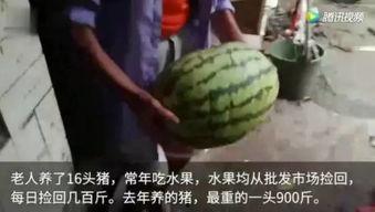 喂猪吃瓜视频大全集免费观看