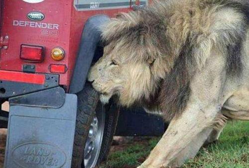 南宁网红狮子户外抖,探索南宁街头巷尾的活力风采