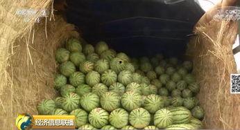 朝阳吃瓜群众有大瓜,揭秘大瓜背后的真相