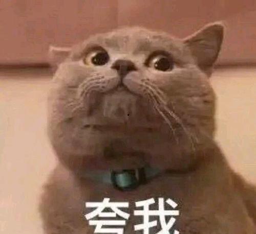 网红猫大吉表情包图片,萌态百出，笑翻网友