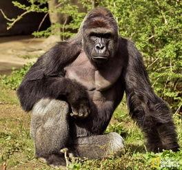 超级猩猩吃瓜拍照,趣味横生瞬间捕捉