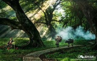 公园大树拍照网红地点